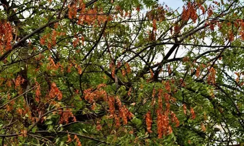 వేపకు ఫంగస్ తేరుకుంటోందిలా!!