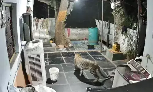 leopard entered a house in srisailam, nandyal district