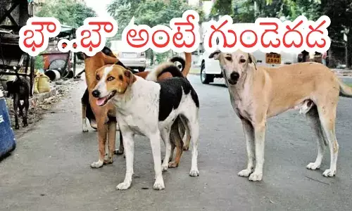 Local residents gather near Annapurna Nagar in Hyderabad after an 8-year-old child was injured in a stray dog attack. Local residents gather near Annapurna Nagar in Hyderabad after an 8-year-old child was injured in a stray dog attack.