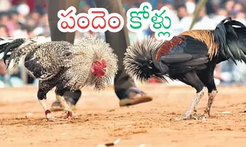 sankranti celebrations cannot be held without cockfighting in andhra pradesh