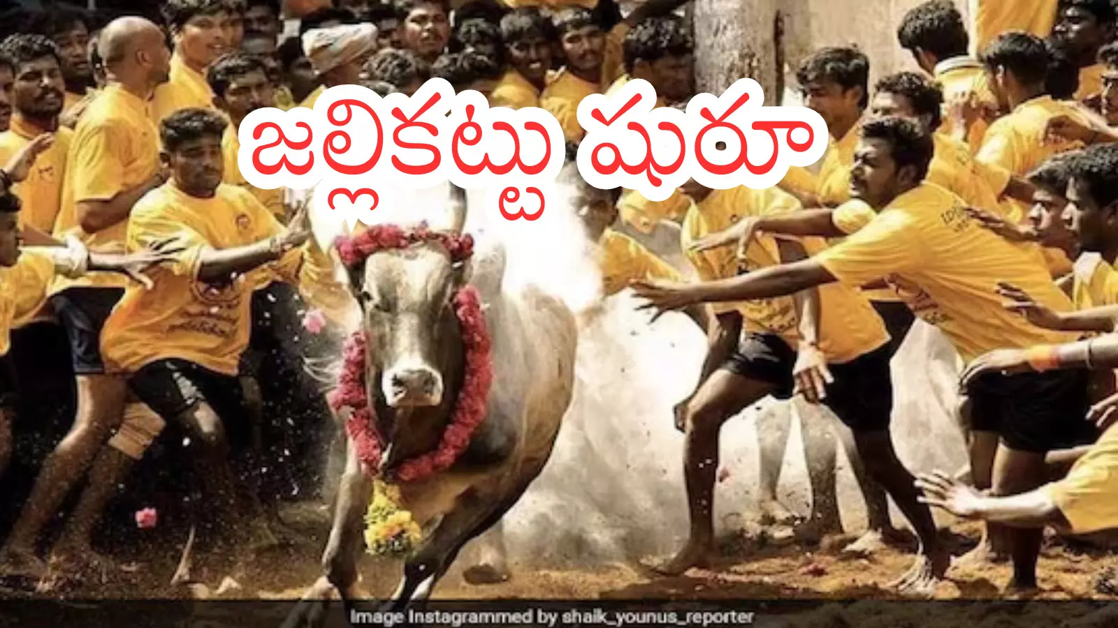 చిత్తూరు జిల్లాలో మొదలయిన జల్లికట్టు పోటీలు చిత్తూరు జిల్లాలో మొదలయిన జల్లికట్టు పోటీలు