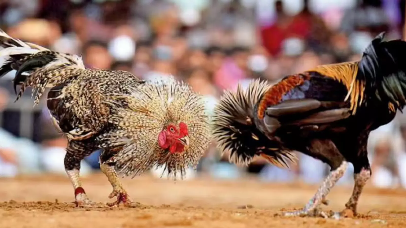 Cockfight : అతిపెద్ద కోడిపందెం.. 1.53 కోట్లు పలికిన ధర Cockfight : అతిపెద్ద కోడిపందెం.. 1.53 కోట్లు పలికిన ధర