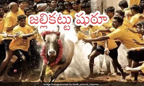 jallikattu competitions begin in tamil nadu and andhra pradesh on the occasion of sankranti