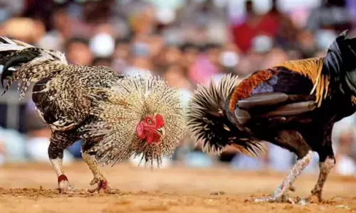 record-breaking betting on cockfighting took place during sankranti