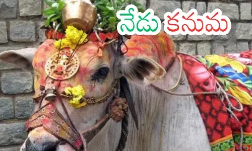 people across the state are celebrating the kanuma festival, the third day of the sankranti festival