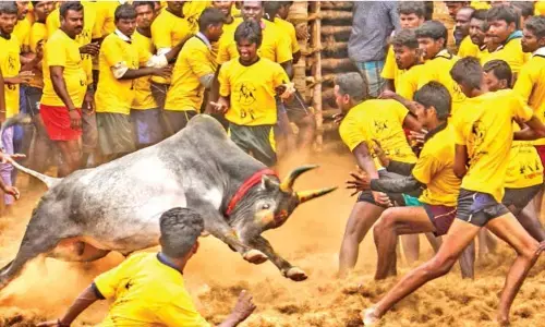 jallikattu competitions are being held in alanganallur, tamil nadu today