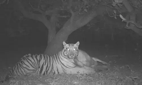 bengal tigers movement in andhra pradesh creates stir