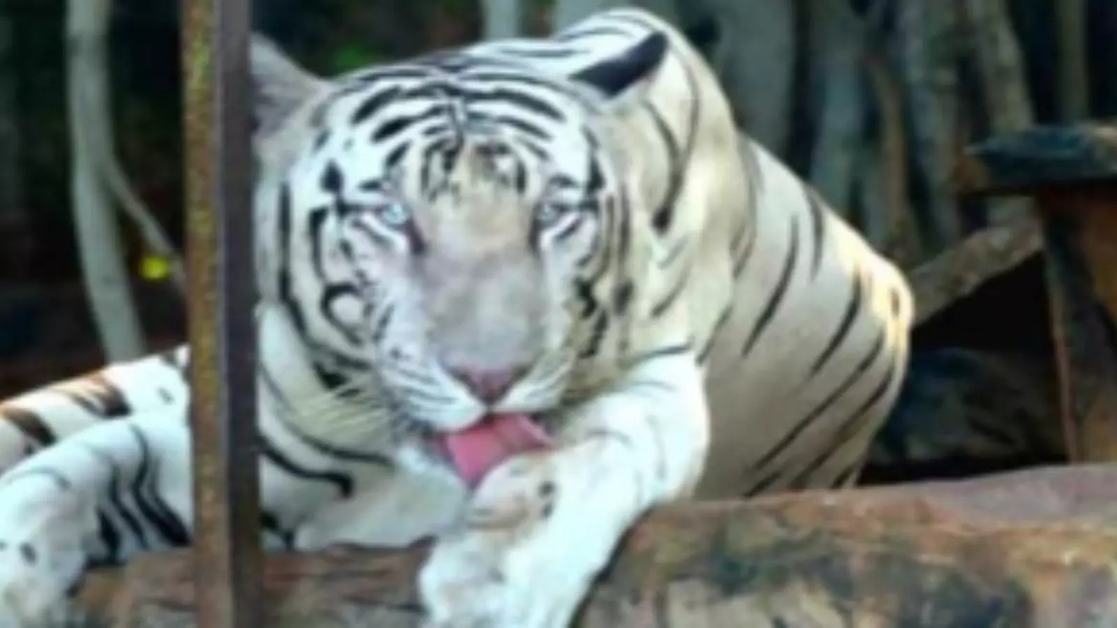 white tiger, a main attraction at kakatiya zoo park in warangal district  died