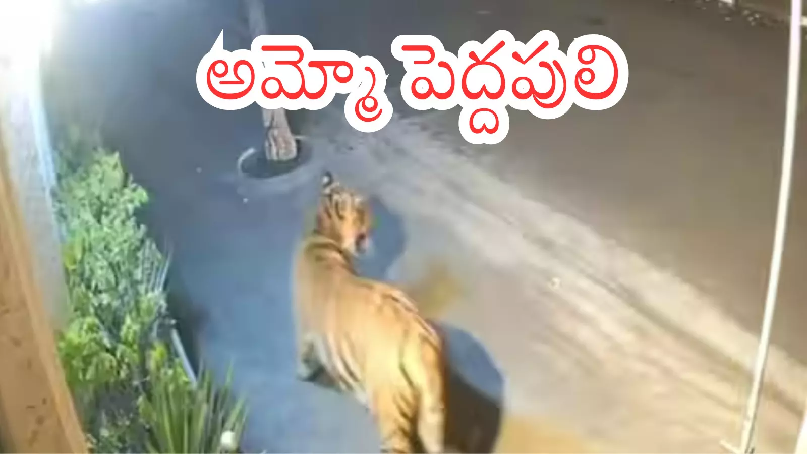 tiger roaming in andhra pradesh and telangana states alarming locals