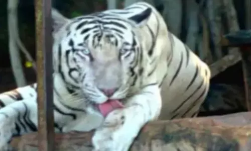 white tiger, a main attraction at kakatiya zoo park in warangal district  died