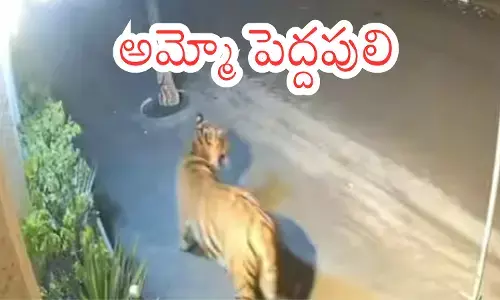 tiger roaming in andhra pradesh and telangana states alarming locals