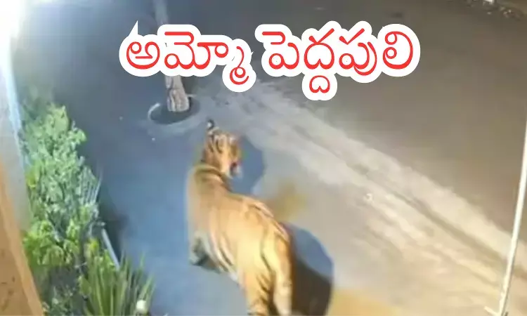 tiger roaming in andhra pradesh and telangana states alarming locals