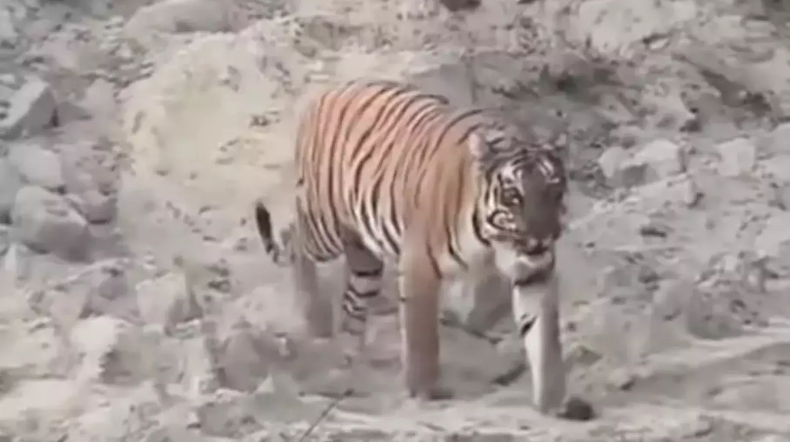 tiger roaming in telangana creates stir