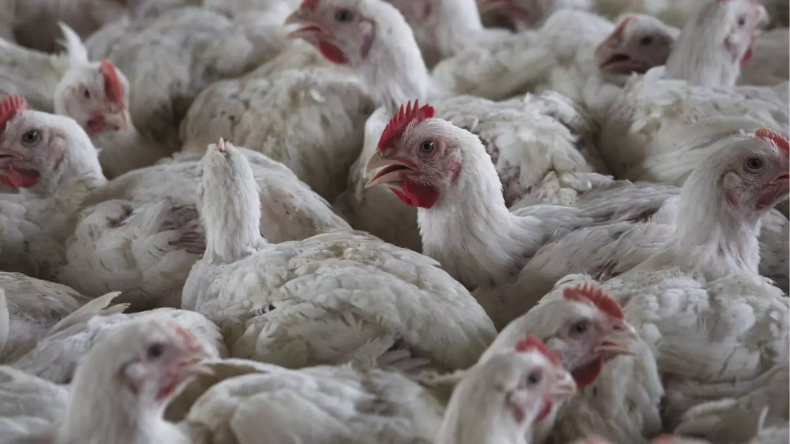 Andhra Pradesh : కోడి మాంసం తినొద్దు.. బర్డ్ ఫ్లూ ఎఫెక్ట్