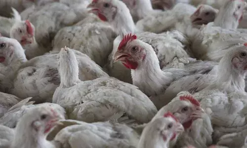 Andhra Pradesh : కోడి మాంసం తినొద్దు.. బర్డ్ ఫ్లూ ఎఫెక్ట్