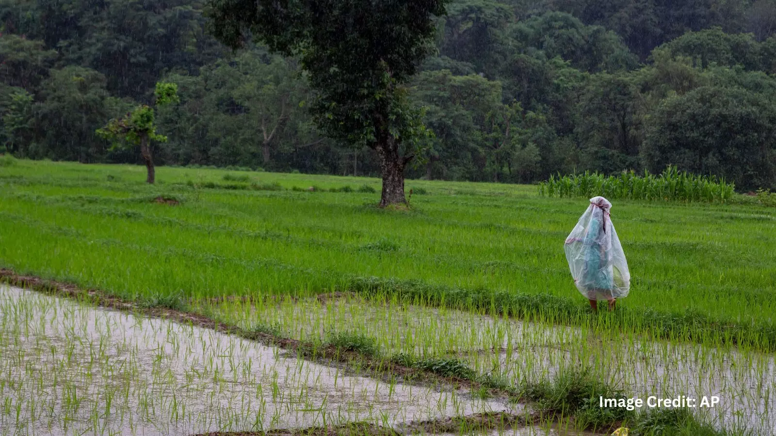 An Indian farmer wearing a raincoat walks past a paddy field during monsoon rains in Dharmsala, India, Monday, July 19, 2021. (AP Photo/Ashwini Bhatia) An Indian farmer wearing a raincoat walks past a paddy field during monsoon rains in Dharmsala, India, Monday, July 19, 2021. (AP Photo/Ashwini Bhatia)