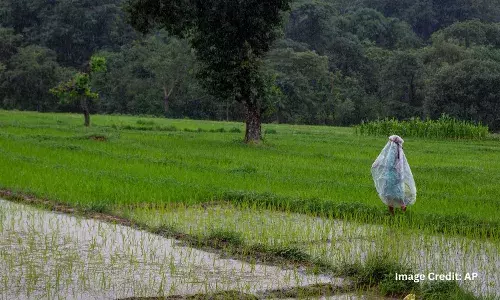 An Indian farmer wearing a raincoat walks past a paddy field during monsoon rains in Dharmsala, India, Monday, July 19, 2021. (AP Photo/Ashwini Bhatia)