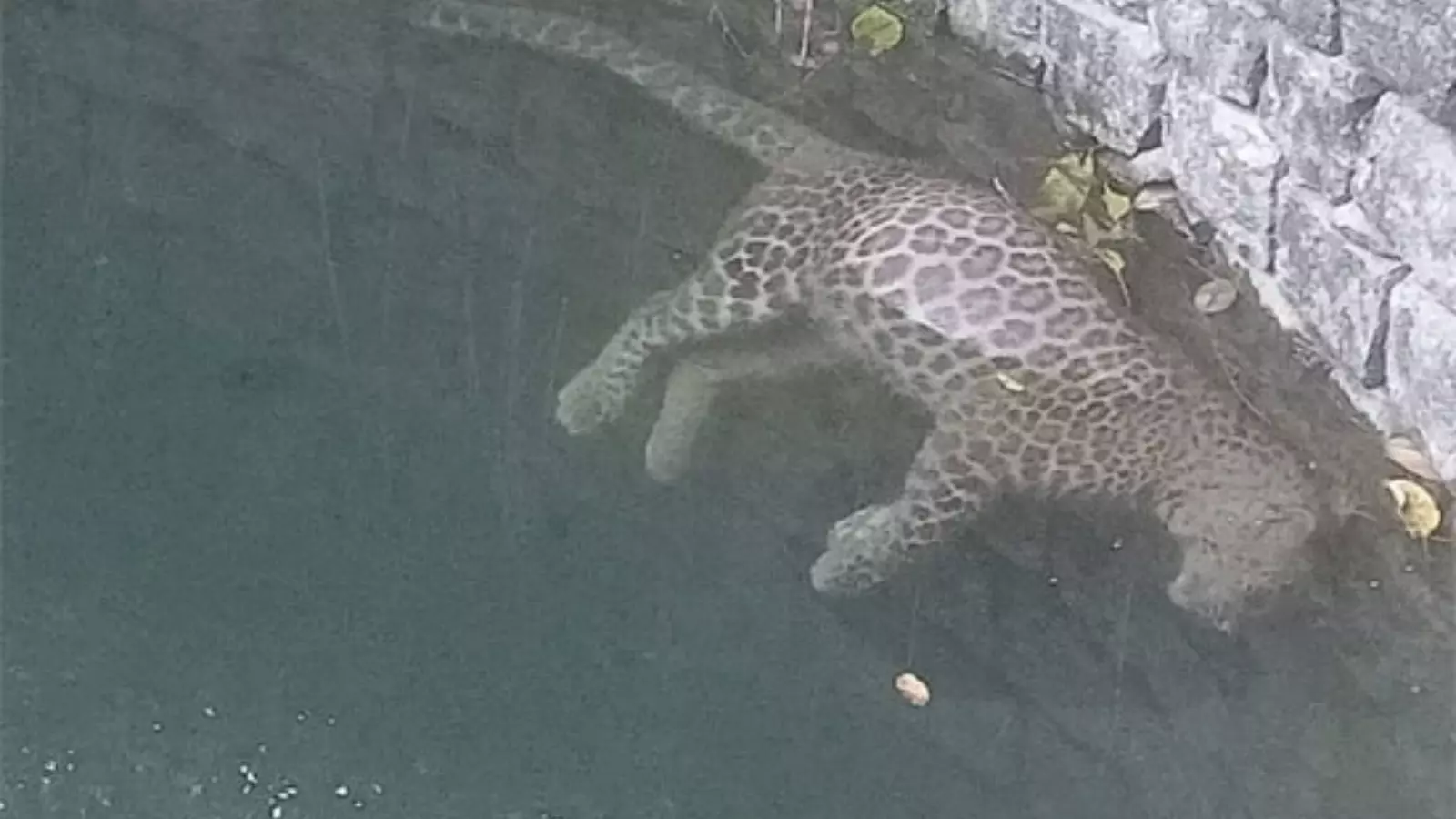 ఏనుగుల బావిలో చిరుతపులి