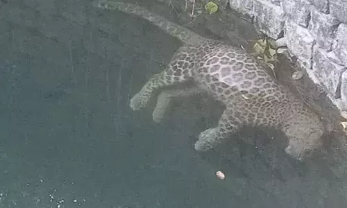 ఏనుగుల బావిలో చిరుతపులి