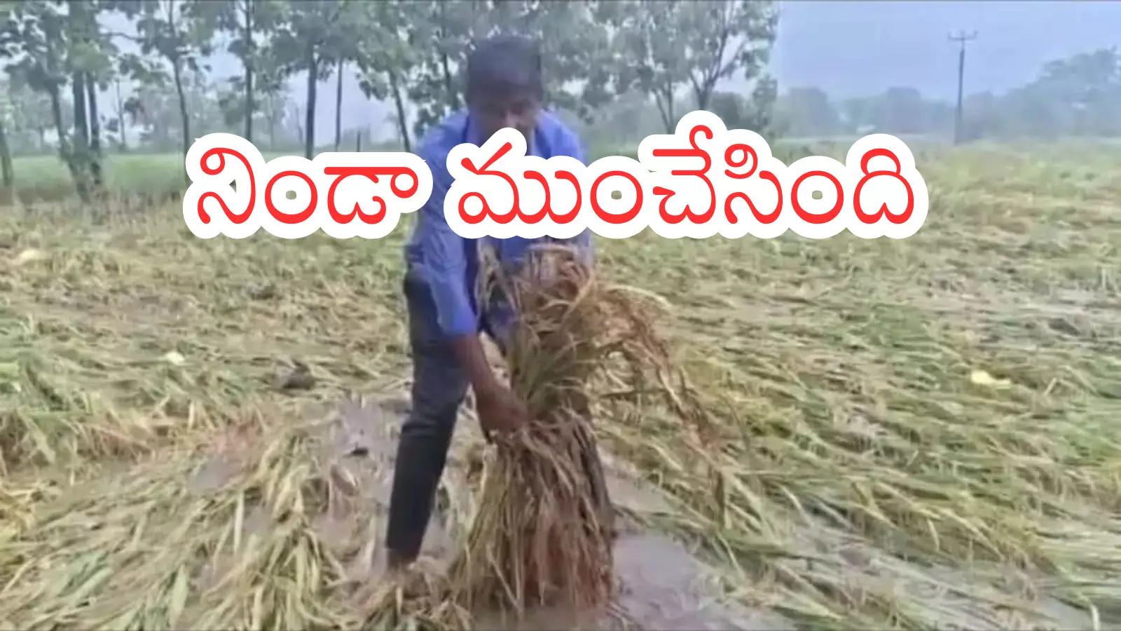 farmers suffer heavy losses due to unseasonal rains in telangana