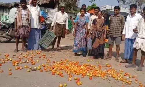tomato farmers are not getting remunerative prices