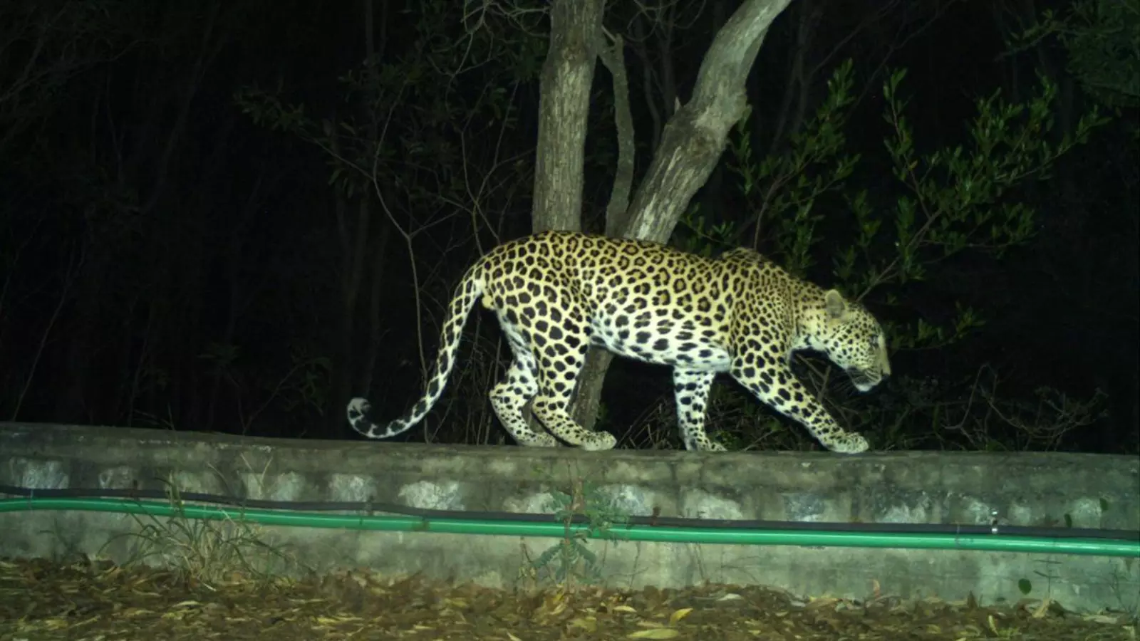 Leopard : తిరుమలలో మరోసారి చిరుత