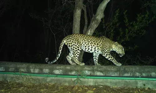 leopard has once again created a stir in tirumala leopard has once again created a stir in tirumala