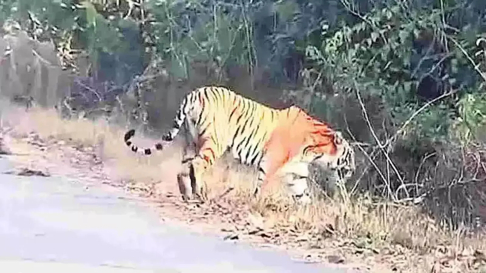 Tiger : రంపచోడవరం మన్యంలోనే పెద్దపులి సంచారం