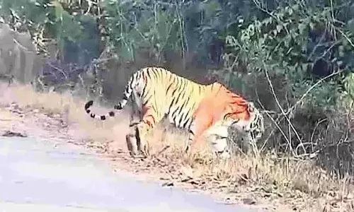 presence of  tiger in the rampachodavaram range is causing a stir