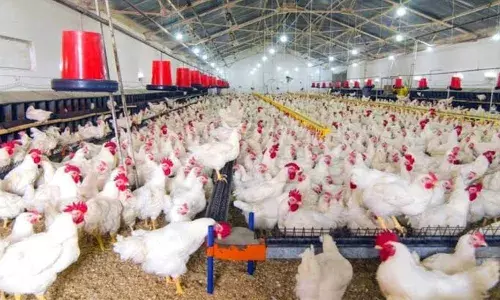thousands of chickens die in nagarkurnool district
