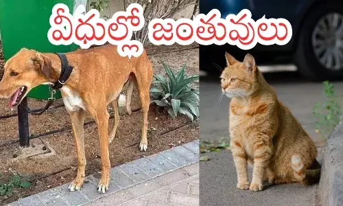Abandoned dogs and cats tied near a pole on a Dubai street amid the Dubai abandoned pets crisis linked to Iran–Israel war tensions.