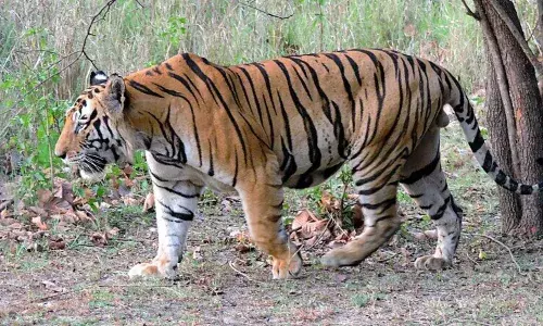 tiger roaming on godavari banks creates commotion