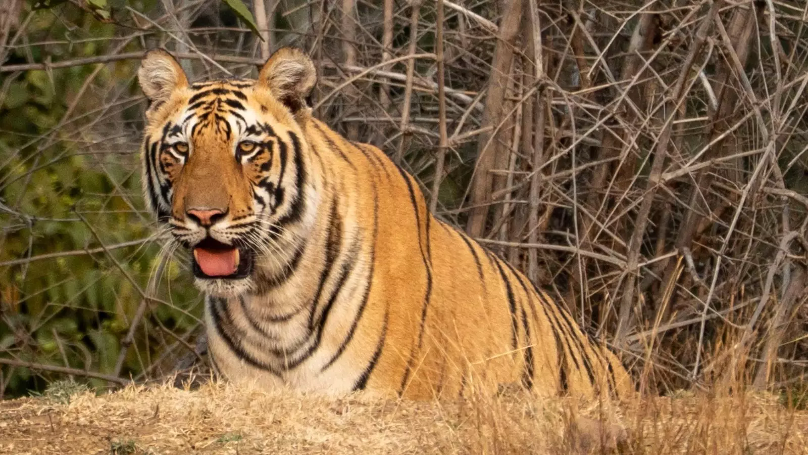 Tiger : కాకినాడ జిల్లాలో పులి టెన్షన్