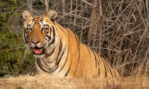 tiger movement creates panic in kakinada district