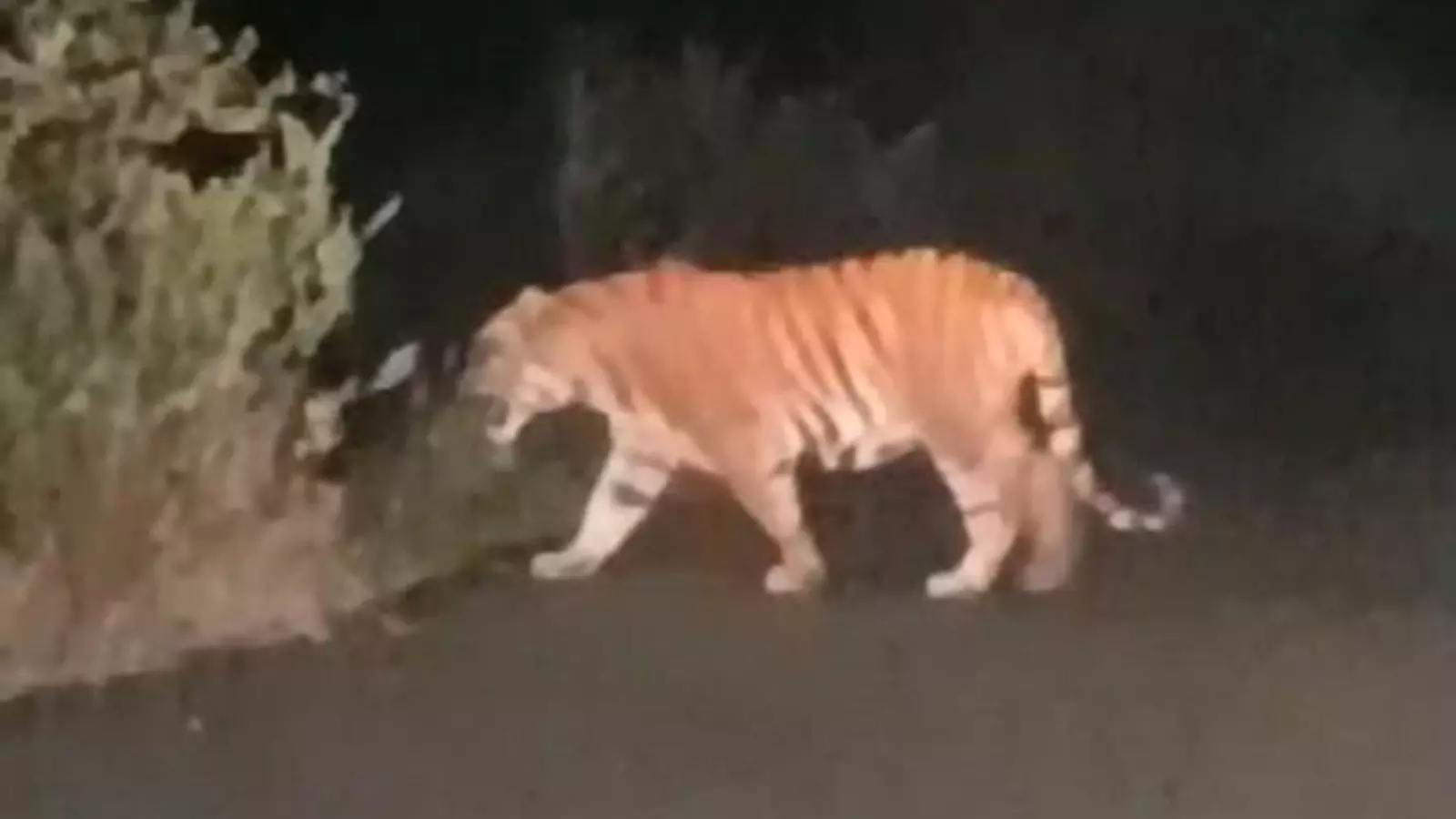 కాకినాడ జిల్లాలో పులి చాలా తెలివైనదట