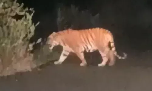 movement of tigers is causing panic in the prathipadu constituency of kakinada district