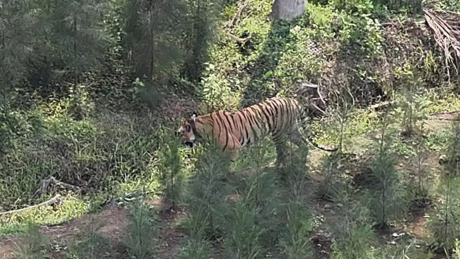 tiger, which has roamed kakinada district for years, has now entered the polavaram area tiger, which has roamed kakinada district for years, has now entered the polavaram area