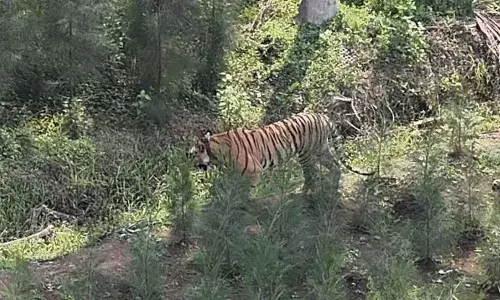 tiger, which has roamed kakinada district for years, has now entered the polavaram area