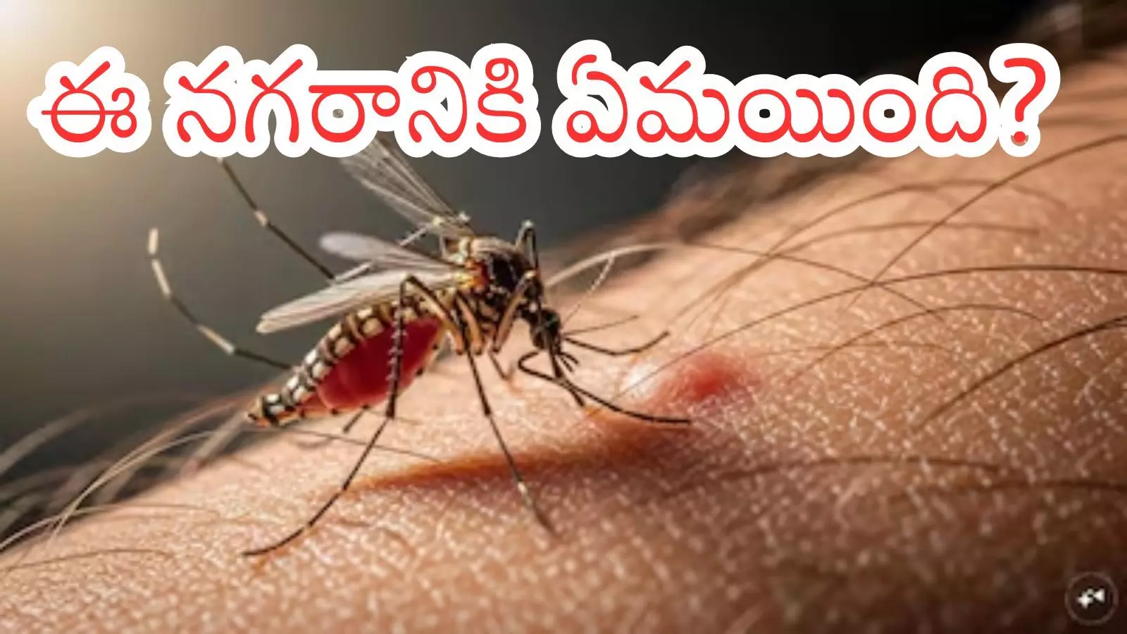 Stagnant water and garbage in Hyderabad streets contributing to the Hyderabad mosquito menace and rising dengue cases