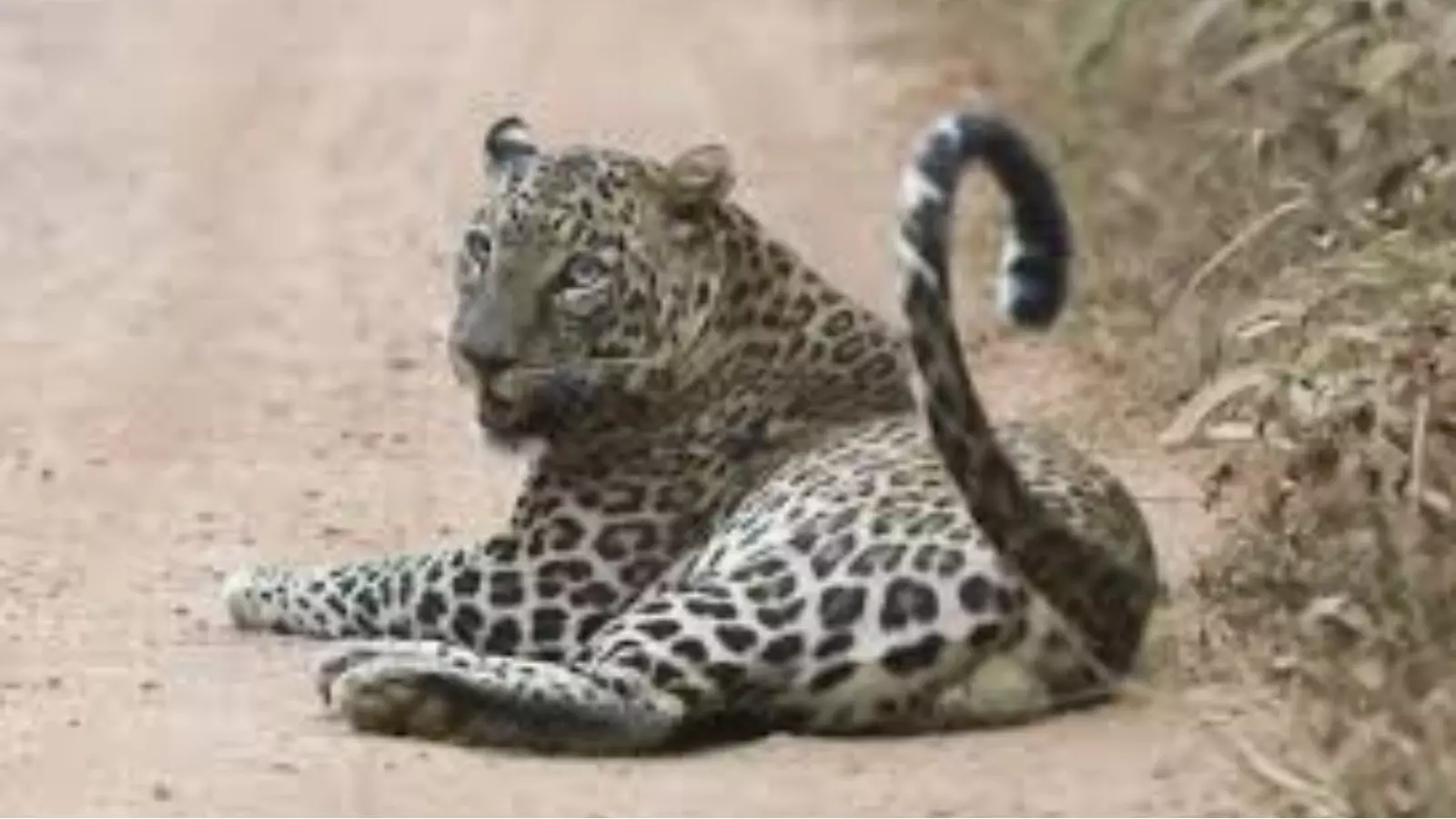 శ్రీశైలం శిఖరేశ్వరం దగ్గర చిరుత శ్రీశైలం శిఖరేశ్వరం దగ్గర చిరుత