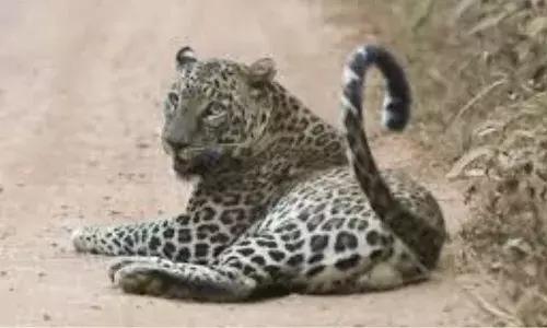 leopard roaming near shikhareshwaram in srisailam creates commotion