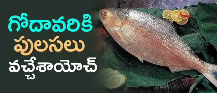 పులస పులస