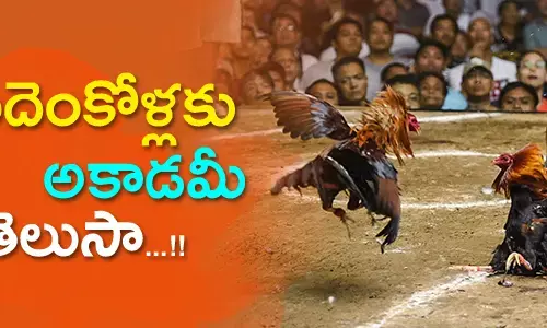 cock-fights-acadamy-in-godavari-districts