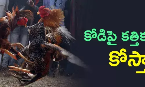 cockfight-in-coastal-districts