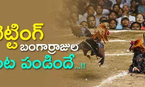 cockfights-in-andhrapradesh