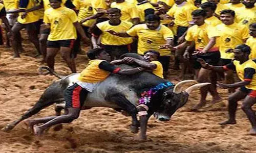 jallikattu tamilnadu gunnise record
