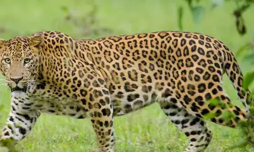 leopards in east godavari