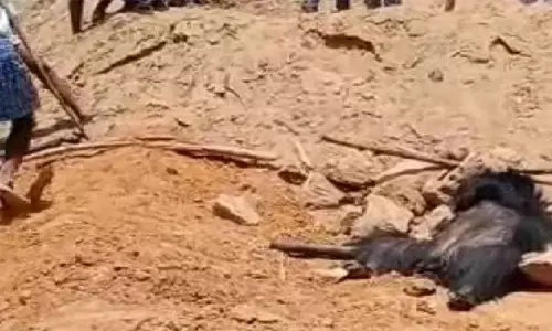 ఎలుగుబంటి