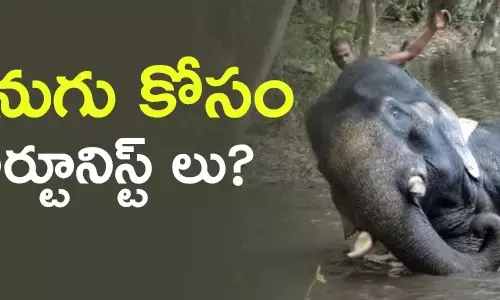 ఏనుగు