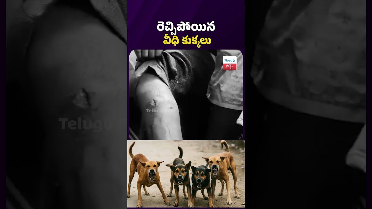 నిర్మల్ జిల్లా బైంసా పట్టణంలో రెచ్చిపోయిన వీధి కుక్కలు #streetdogs #dogattack #latestnews నిర్మల్ జిల్లా బైంసా పట్టణంలో రెచ్చిపోయిన వీధి కుక్కలు #streetdogs #dogattack #latestnews